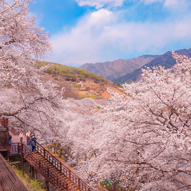 韓國十里櫻花路