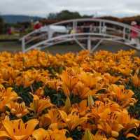 「臺北花博公園：絢爛多彩的花卉世界，與自然互動」