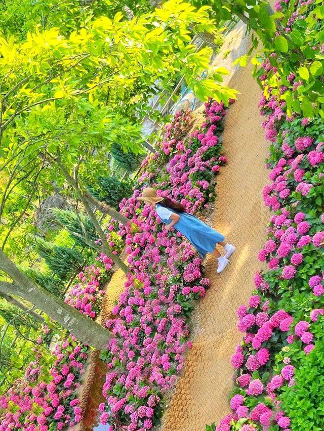 6월에 꼭 가야할 수국만개한 양산카페🩷