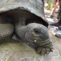 The old tortoise sanctuary in Zanzibar 