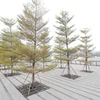 「2024年春天好去處！九龍城海心公園，立法會擴建計劃已通過！」