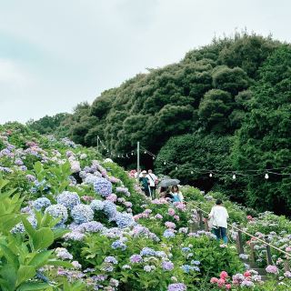 📍形原溫泉「紫陽花之里」5萬株的繡球花