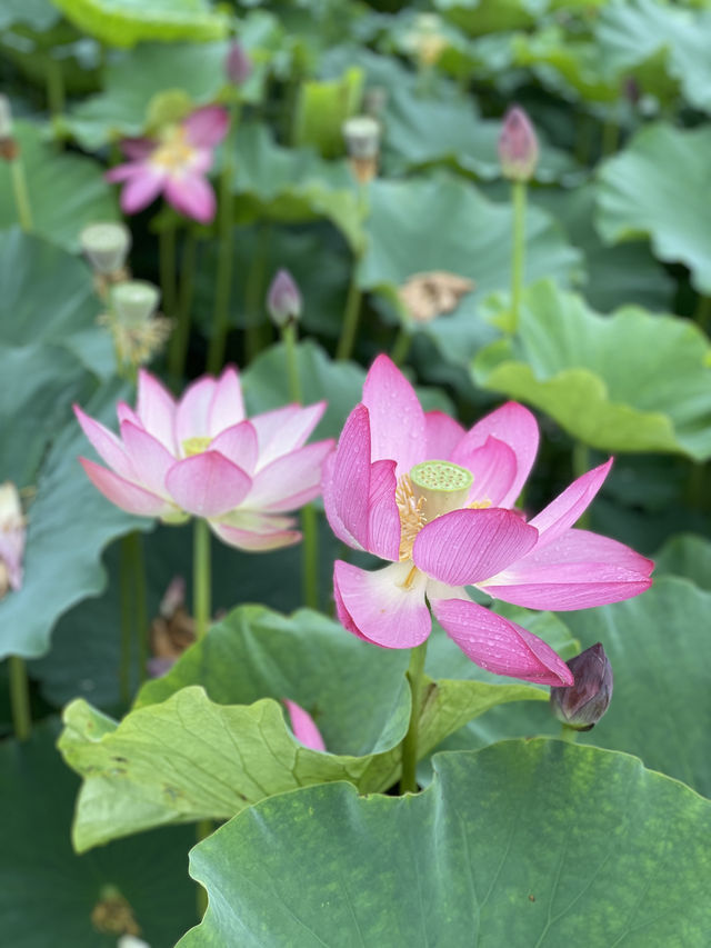 🪷연꽃으로 뒤덮인 이곳은 부산, 창원 근교에서 가까운 함안 연꽃테마파크입니다 :)🩷