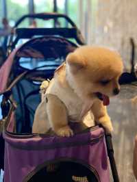 Pet-Friendly 