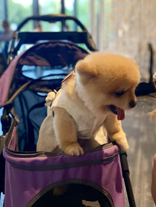 Pet-Friendly 