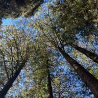 Alishan Taiwan