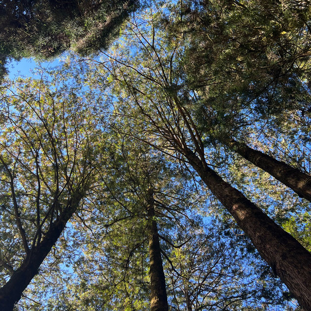 Alishan Taiwan