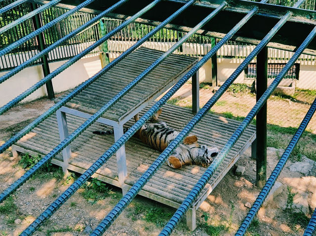 The Jinyangho Zoo 진양호동물원