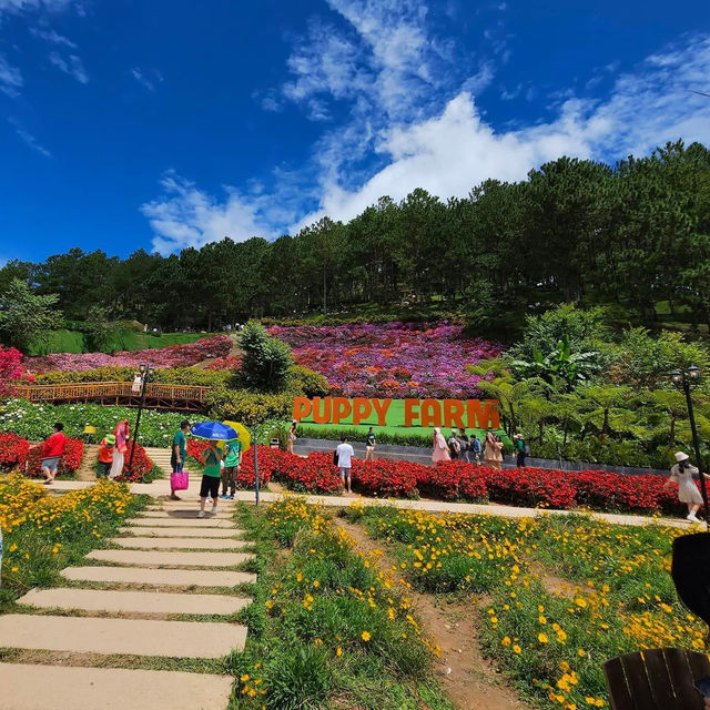 Pet Lover's Paradise: Puppy Farm Da Lat