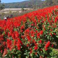Pet Lover's Paradise: Puppy Farm Da Lat