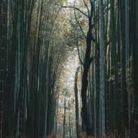 An early autumn trip to arashiyama bamboo forest