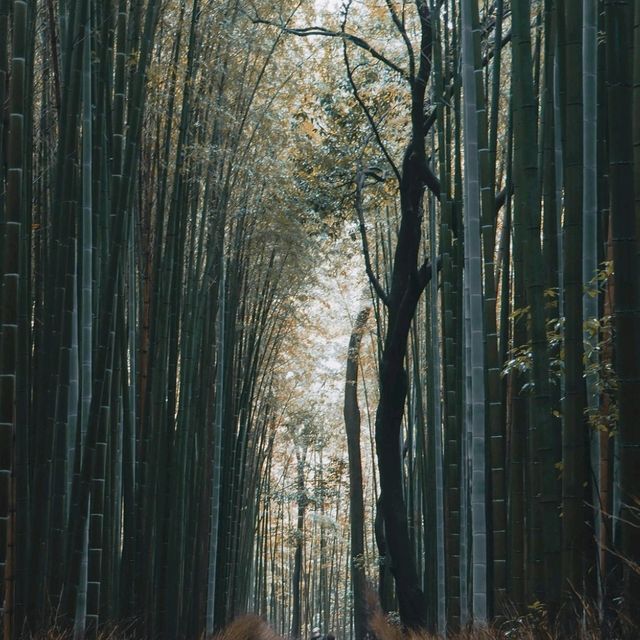 An early autumn trip to arashiyama bamboo forest