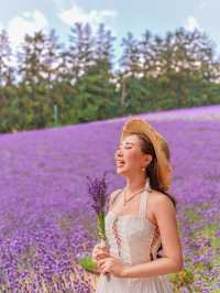 北海道夏季No.1薰衣草田🪻富良野富田農場✨✨