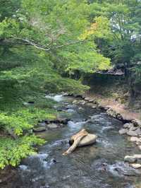 【静岡/伊豆修善寺】竹林の小径でおさんぽ🎋
