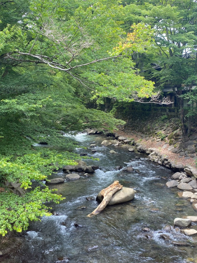 【静岡/伊豆修善寺】竹林の小径でおさんぽ🎋