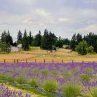 Ferny Hill Farm：田園夢境，鄉村視覺與心靈的淨土