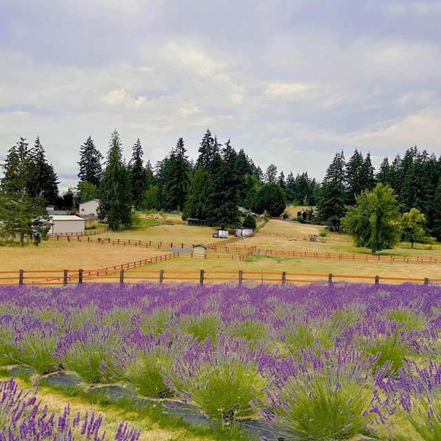 Ferny Hill Farm：田園夢境，鄉村視覺與心靈的淨土