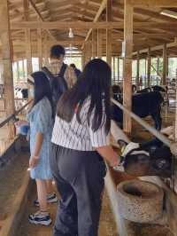 🐮 นมวัวแดง พาลูกเที่ยวเกษตร ธรรมชาติ สระบุรี 
