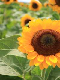 ˗ˏˋ まるでオランダ🇳🇱なひまわり畑🌻 ˎˊ˗