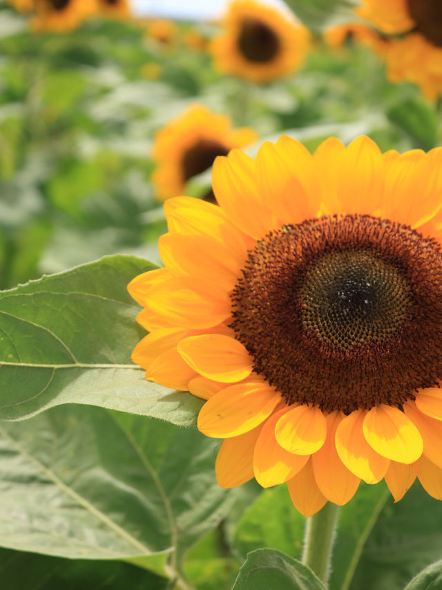 ˗ˏˋ まるでオランダ🇳🇱なひまわり畑🌻 ˎˊ˗