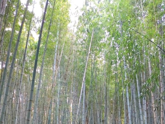 제주도 여행 필수 코스! : 한라수목원🌿