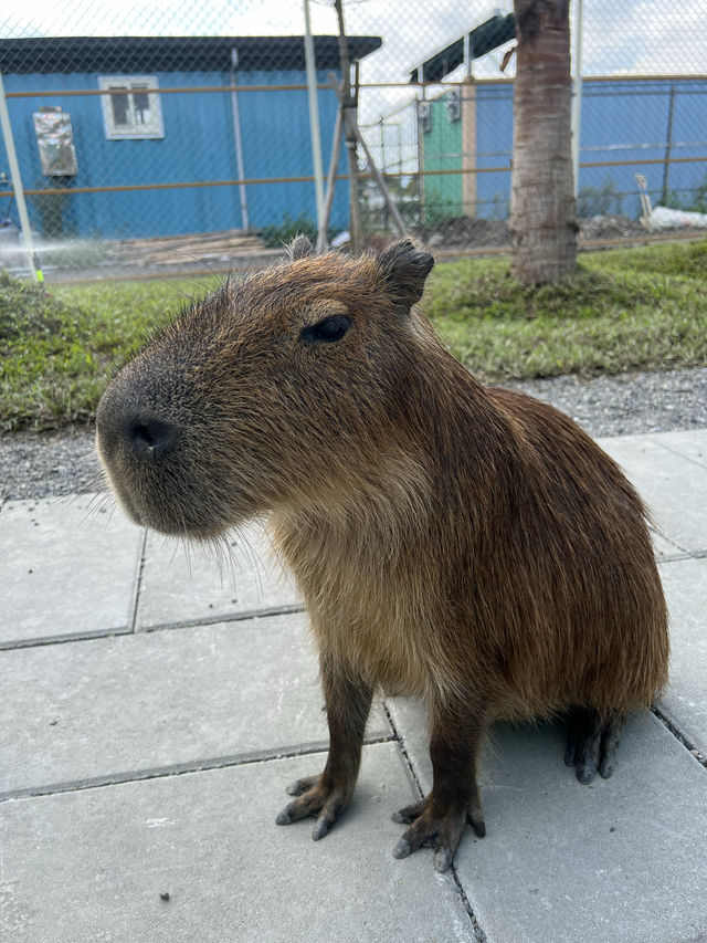 宜蘭親子好去處，好好跟動物互動一下