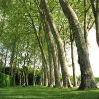 Gorgeous and Massive Park