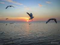 รีวิว สถานตากอากาศบางปู ( ดูนกนางนวล ) 🕊️