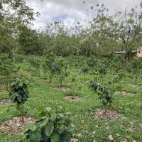 North Fields Coffee and Chocolate Tour in Costarica 