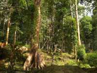 Bukit Hijau Recreational Forest