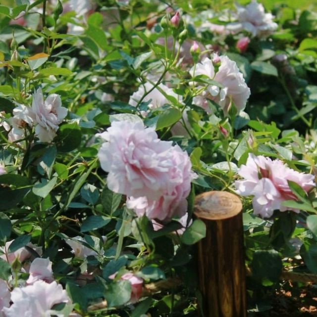 【深圳人民公園】五彩繽紛的月季花，帶來靜謐與美好。適合全年觀賞