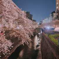 🌸도쿄 메구로강 벚꽃🌸
