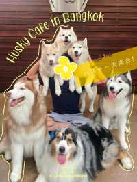 【タイ🇹🇭】大型犬🐩ハスキー大渋滞！ハスキーカフェ完全攻略☕️
