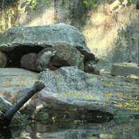 🌎廣州動物園～可愛動物世界🌎