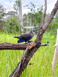 An Exciting Day Out at Bird Paradise 