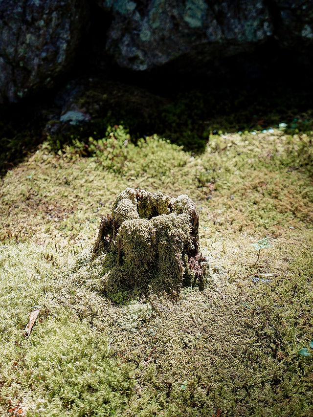 📍ギャラリー喫茶 苔筵
