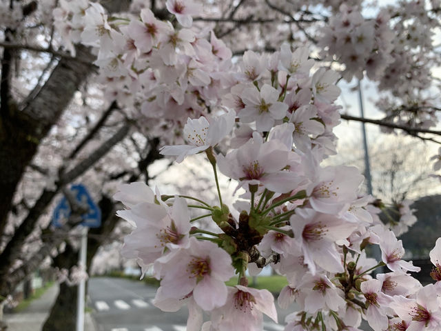 秩父観光　長瀞