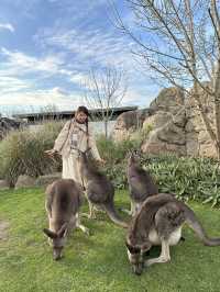 🇦🇺墨爾本旅行·體驗被袋鼠包圍的感覺🦘