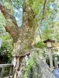 【長崎県】縁結びにご利益ある夫婦クスノキあり