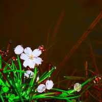 【長野/伊那】絶景の桜！高遠城址公園