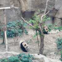 Into Giant Panda Land!