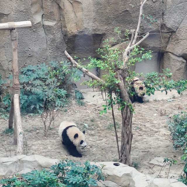 Into Giant Panda Land!