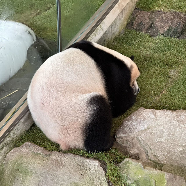 萌動時光｜在白濱冒險大世界邂逅熊貓與海豚的奇妙旅程