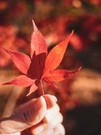 【京都の紅葉スポット】京都　高雄　高山寺
