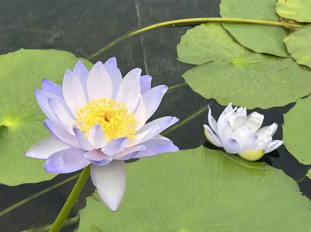 隱藏於香港鬧市的禪意之境：志蓮淨苑，一探港版小京都的絕美秘境