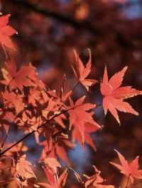 東京賞楓秘境🍁：芝公園！遠眺東京鐵塔🗼最佳位置！ 