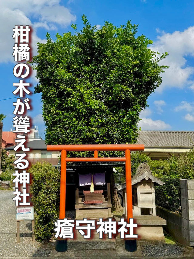 【東京都】柑橘の木が聳える神社