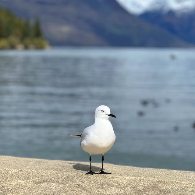 Paradise in New Zealand