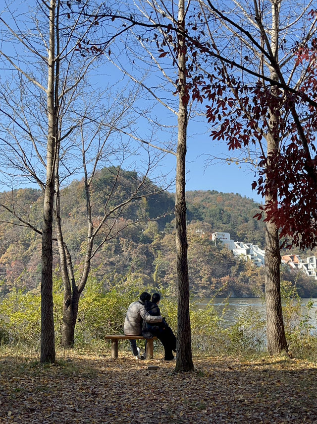 야외데이트 명소 남이섬 저렴하게 가는 꿀팁💛