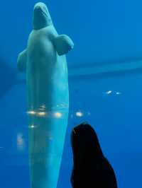 全台最大規模海生館🐬超親人小白鯨萌翻全場💕